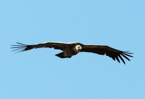 avvoltoio grifone